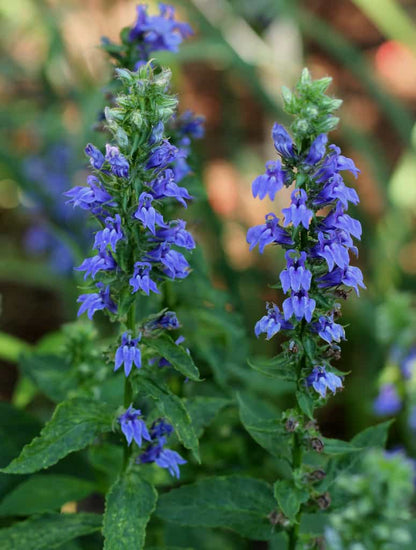 Great Blue Lobelia (Lobelia siphilitica) - 1 gallon
