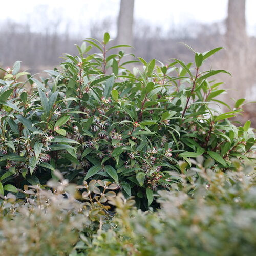 Sweet &amp; Lo™ Fragrant Sweet Box (Sarcococca &