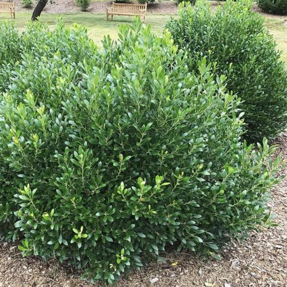 Shamrock Holly (Ilex glabra &