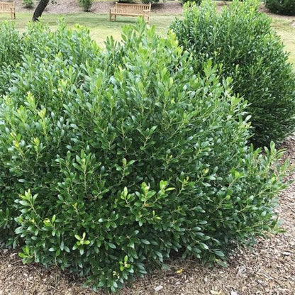 Shamrock Holly (Ilex glabra &
