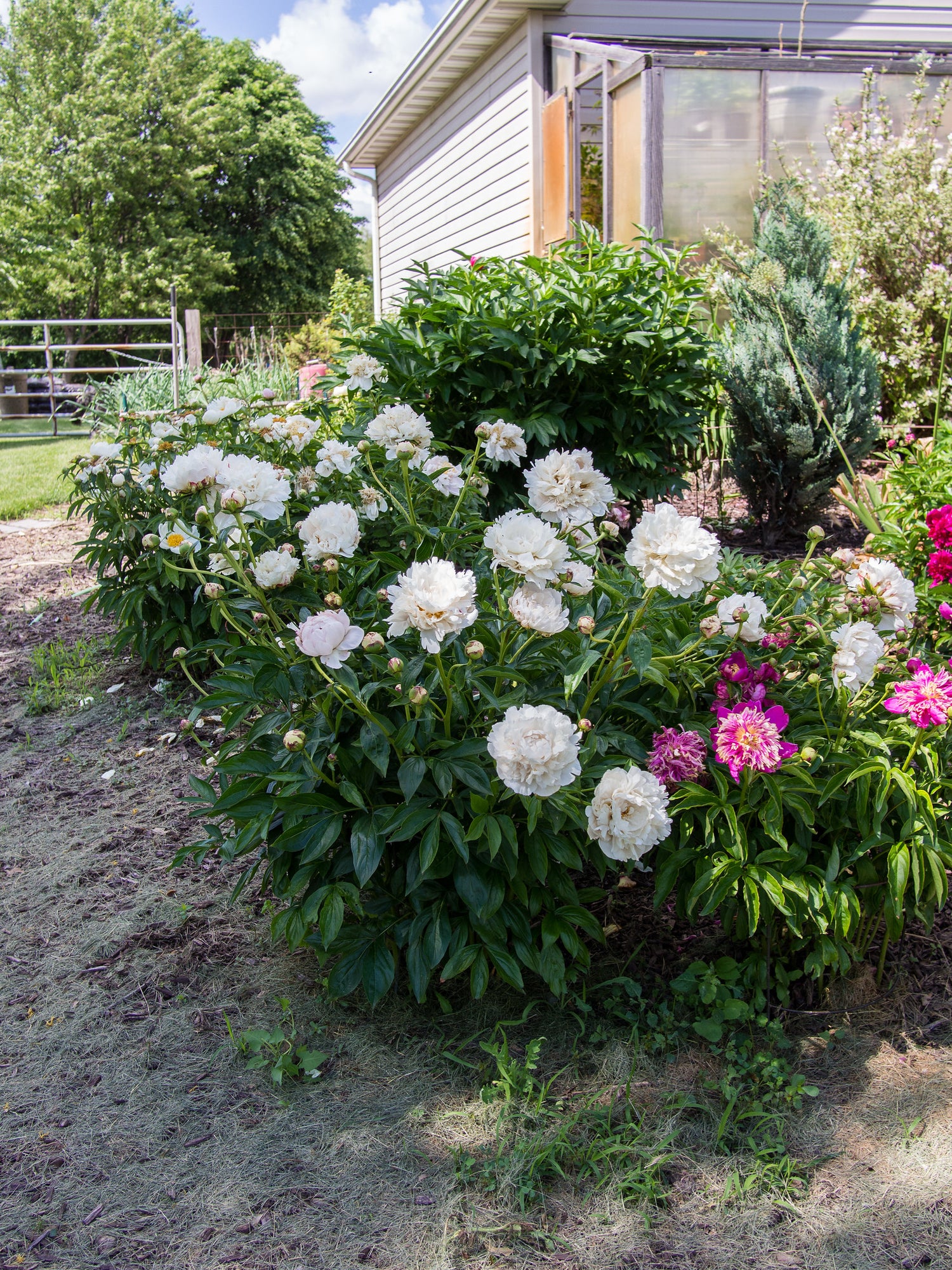 Shirley Temple Peony (Paeonia lactiflora &