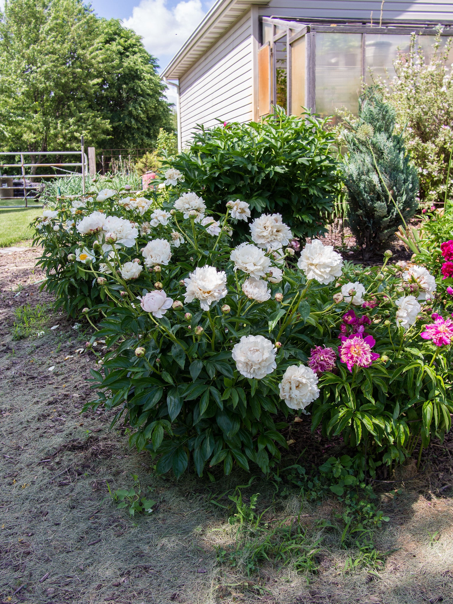 Shirley Temple Peony (Paeonia lactiflora &