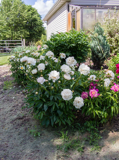 Shirley Temple Peony (Paeonia lactiflora &