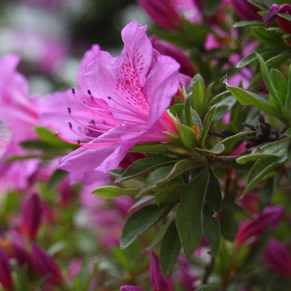 Lilac Lights™ Azalea (Azalea &