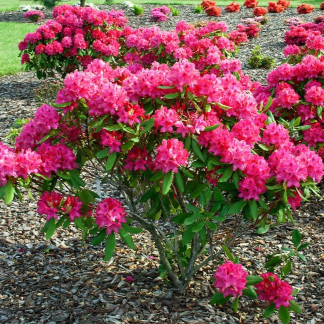 Nova Zembla Rhododendron (Rhododendron nova &