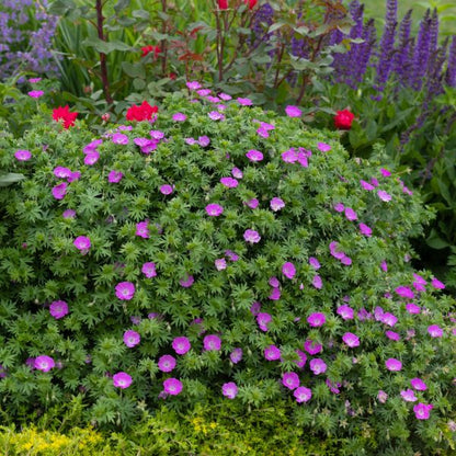 Max Frei Cranesbill (Geranium sanguineum &