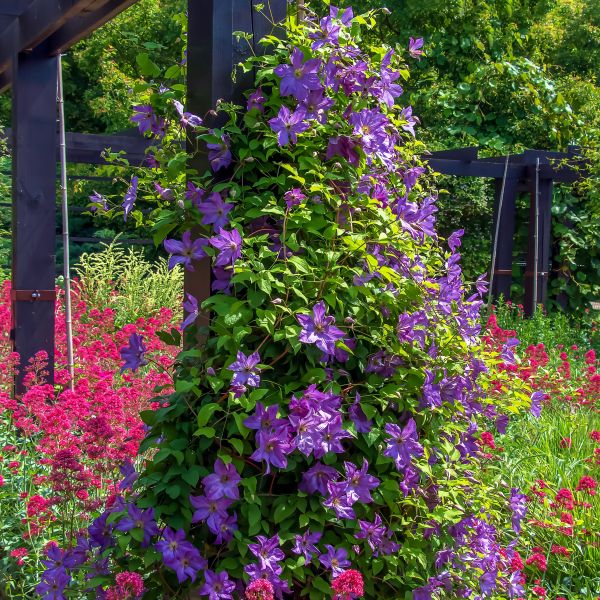 Clematis Bijou™ (Clematis bijou &