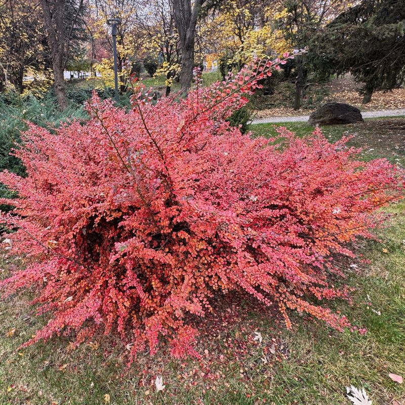 Autumn Inferno® Cotoneaster (Cotoneaster &