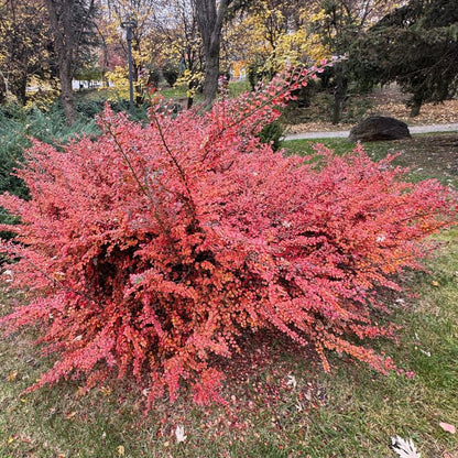 Autumn Inferno® Cotoneaster (Cotoneaster &