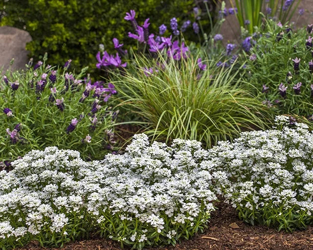 snow surfer perennials in a landscape bed.