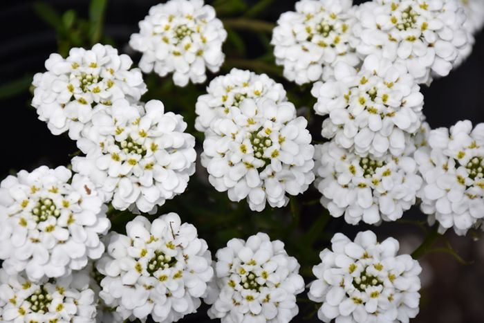 Snowsurfer™ Forte Candytuft (Iberis sempervirens &