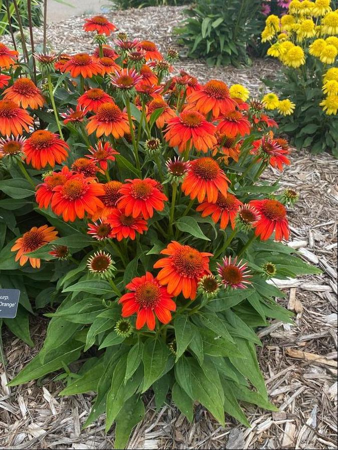 Sombrero Fiesta Orange Coneflower in the landscape