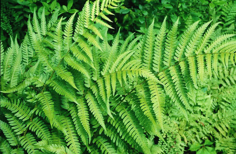 Beautiful Wood Fern (Dryopteris &