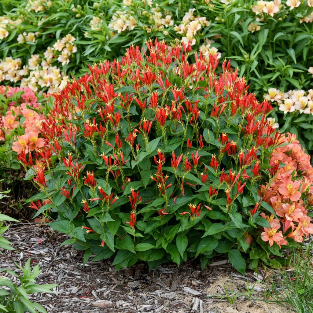 Spigelia Ragin Cajun Indian Pink (Spigelia ragin &