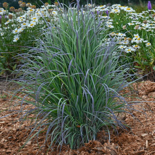 Standing Ovation Little Bluestem (Schizachyrium &