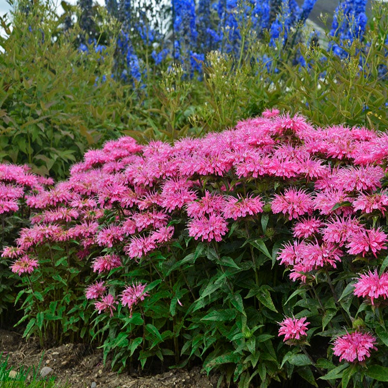 Sugar Buzz® Bubblegum Blast Bee Balm (Monarda &