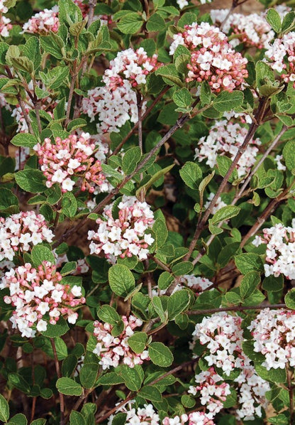 Compact Korean Spice Viburnum (Viburnum x &