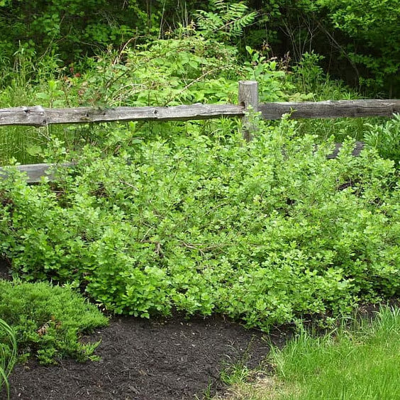 Gro-Low Fragrant Sumac (Rhus aromatica &
