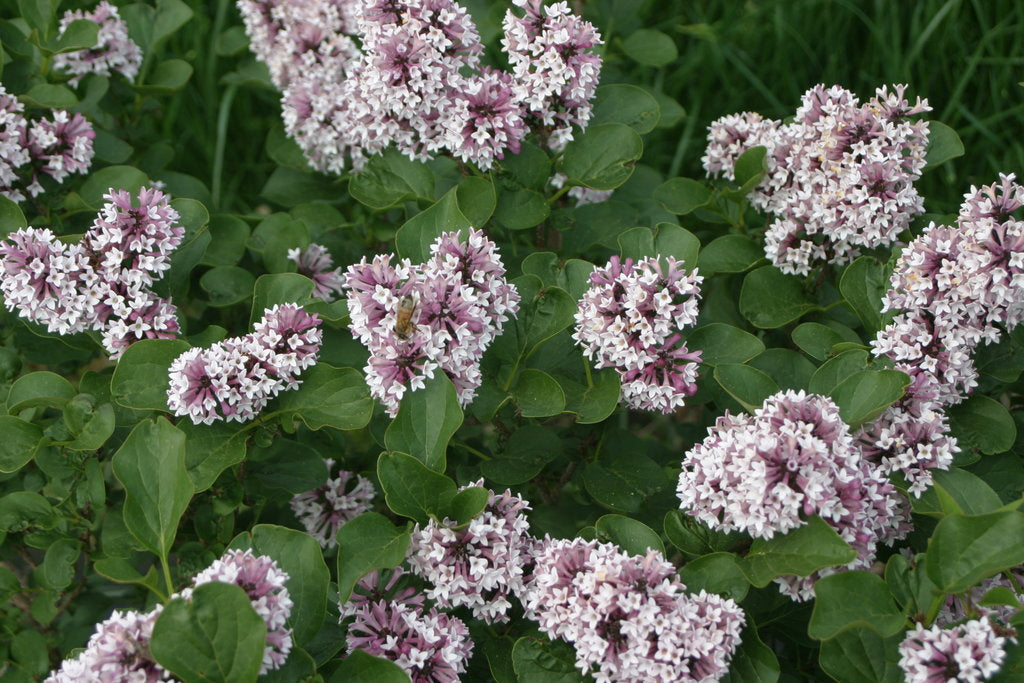 Baby Kim® Lilac (Syringa patula &