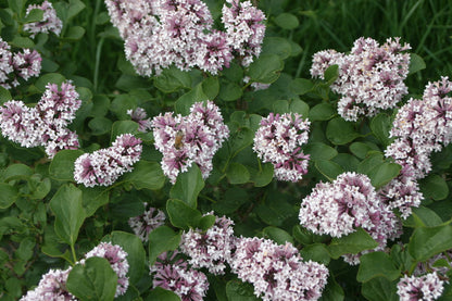 Baby Kim® Lilac (Syringa patula &