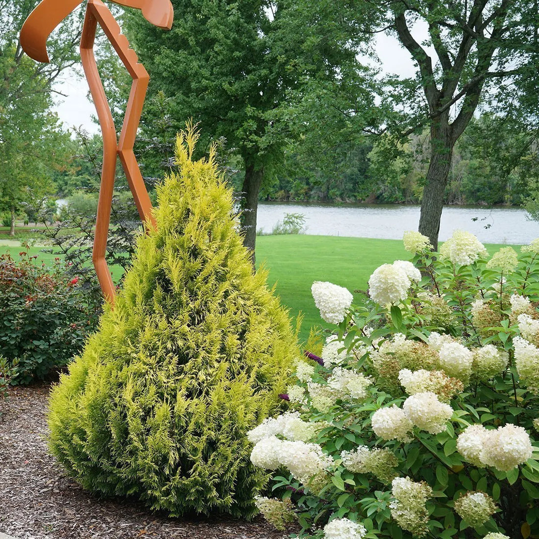 Fluffy® Western Arborvitae (Thuja plicata &