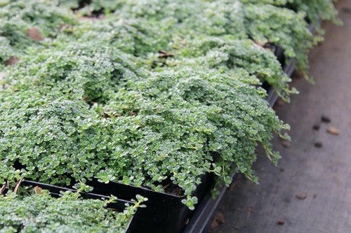 Creeping Thyme &
