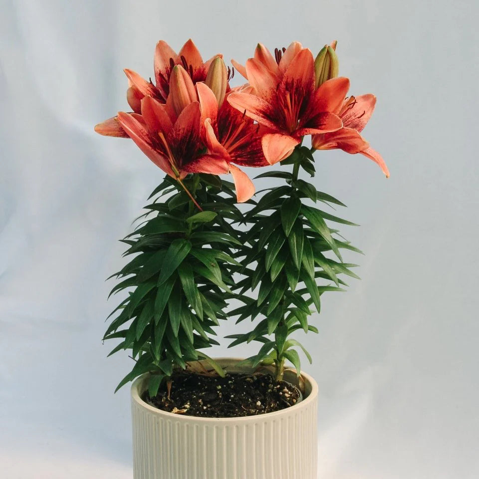 Tiny Shadow Asiatic Lily (LILIUM ASIATIC TINY SHADOW) - 1 gallon