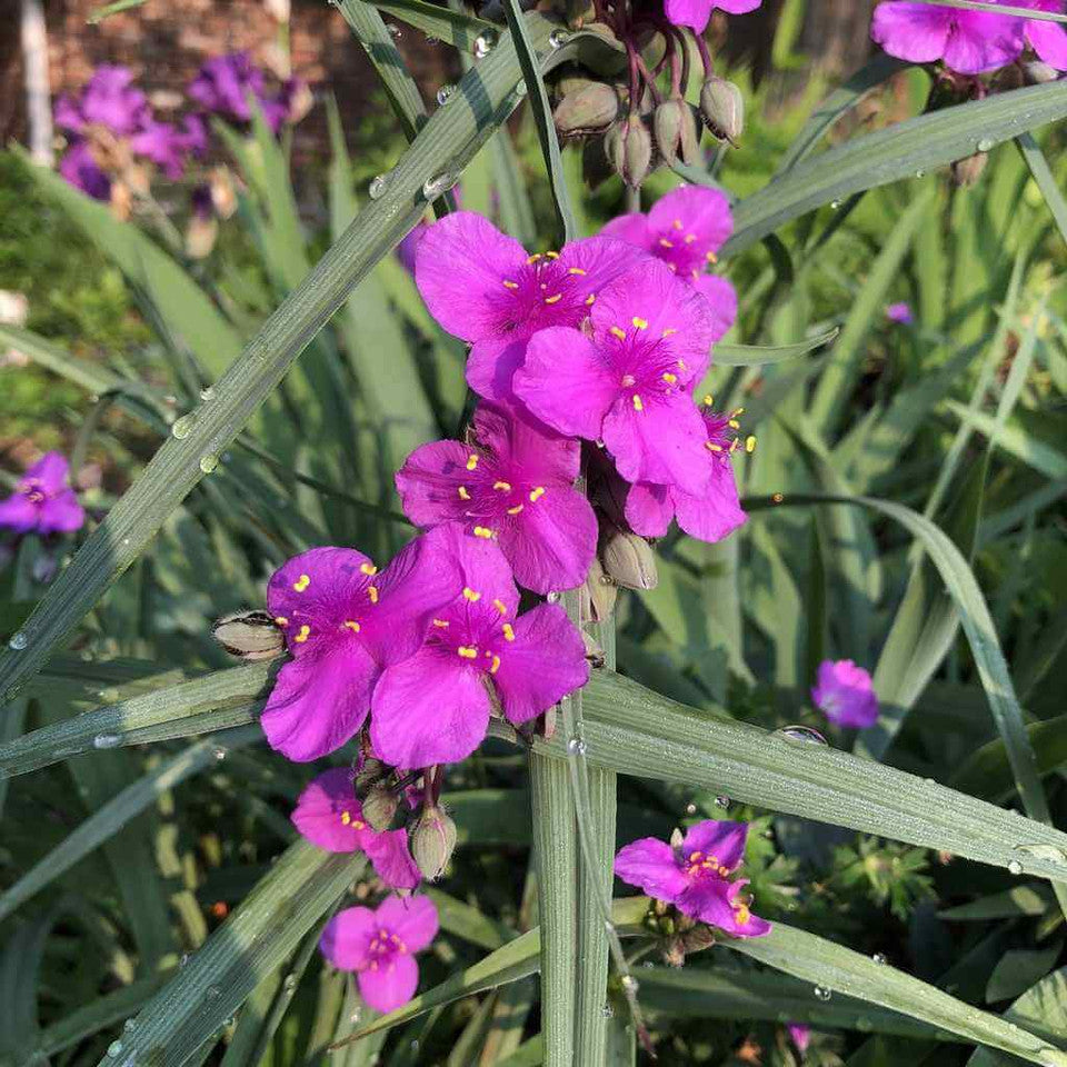 Concord Grape Spiderwort (Tradescantia x andersoniana &