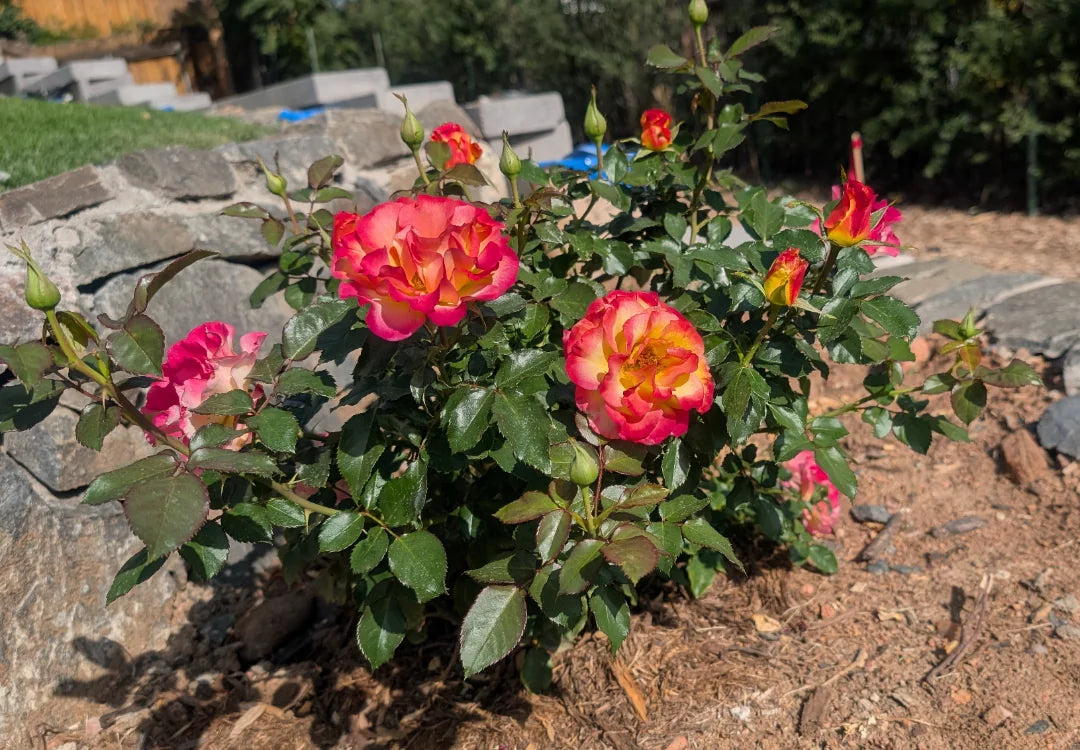 Rose True Bloom™ Sincerity (Rosa true &