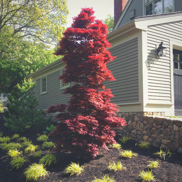 Twombly’s Red Sentinel Maple (Acer palmatum &