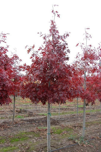 Scarlet Oak (Quercus coccinea) - 3 gallon
