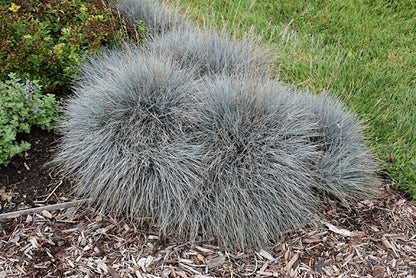 Elijah Blue Fescue Grass (Festuca glauca &