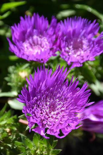Honeysong Purple Stoke’s Aster (Stokesia L &