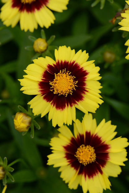Uptick® Yellow and Red Tickseed (Coreopsis &