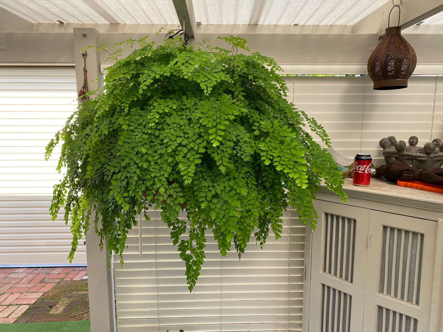 Five Finger Maidenhair Fern (Adiantum &
