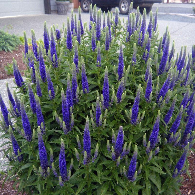Royal Candles Speedwell (Veronica spicata &