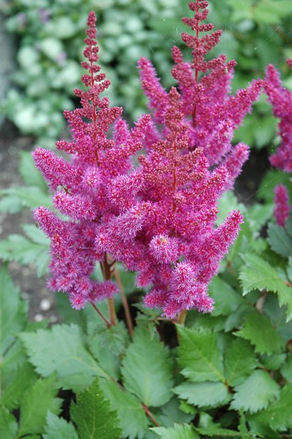 Vision In Purple Astilbe (Astilbe chinensis &