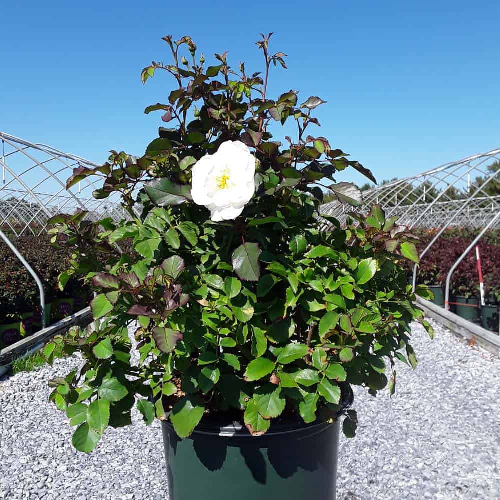 Whipped Cream™ Floribunda Rose (Rosa whipped &