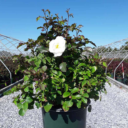 Whipped Cream™ Floribunda Rose (Rosa whipped &