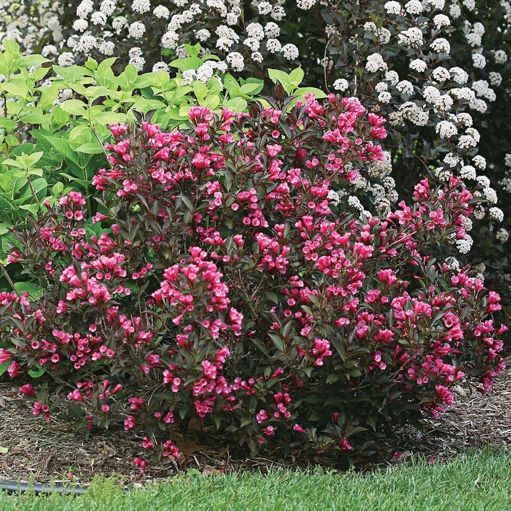 Wine & Roses® Weigela (Weigela florida &