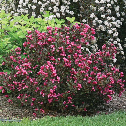 Wine &amp; Roses® Weigela (Weigela florida &