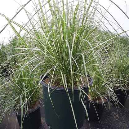 Lightning Strike™ Feather Reed Grass (Calamagrostis &