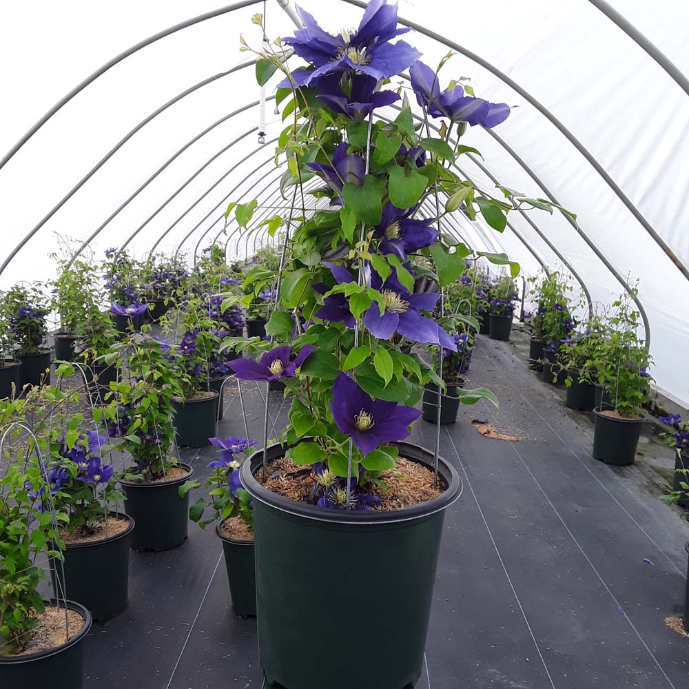 Chevalier™ Clematis (Clematis chevalier &