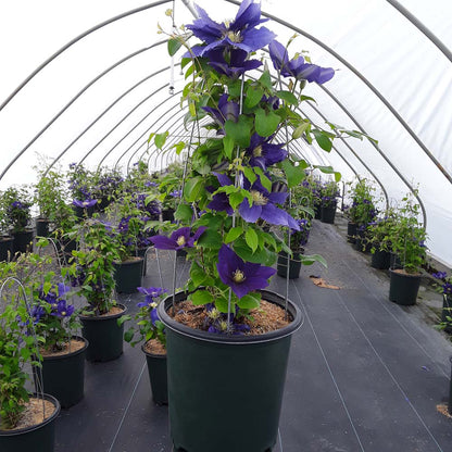 Chevalier™ Clematis (Clematis chevalier &