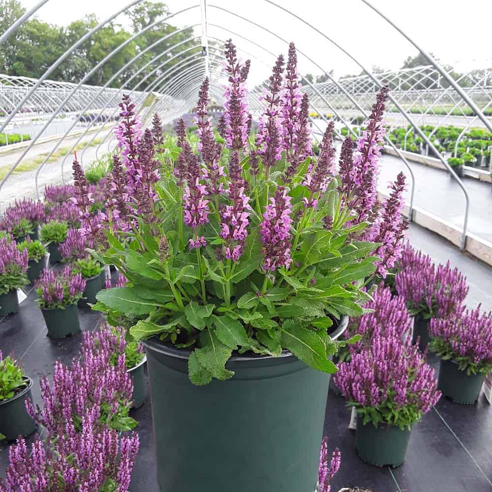 Bumbleberry Garden Sage (Salvia bumbleberry) - 1 gallon