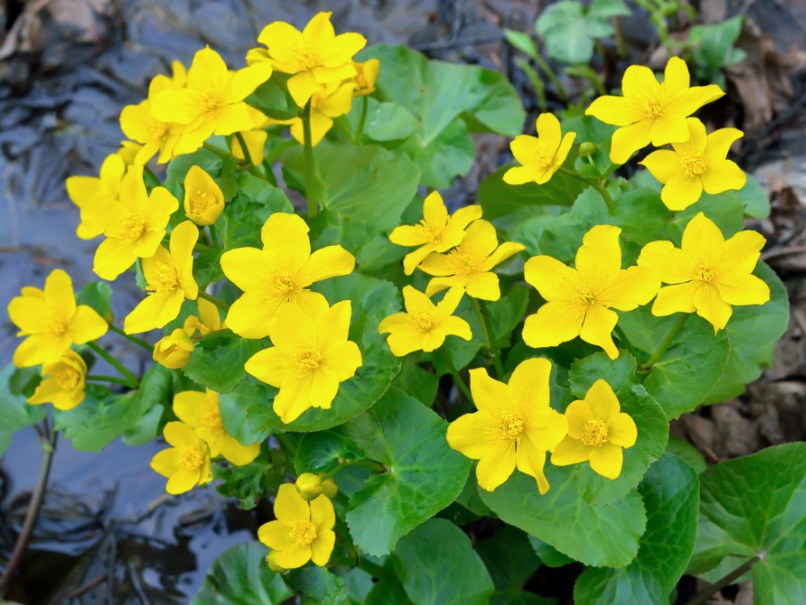 Marsh Marigold (Caltha palustris) - 1 gallon